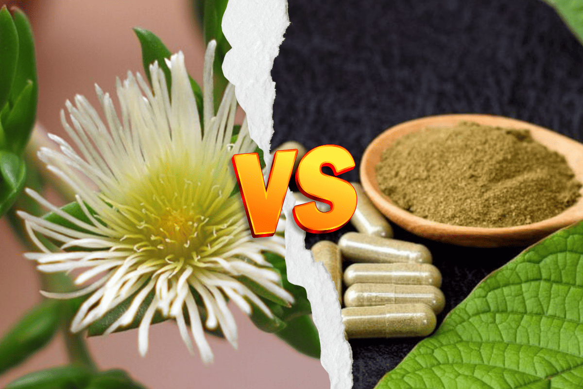 Kanna vs Kratom: Understanding The Differences & Benefits