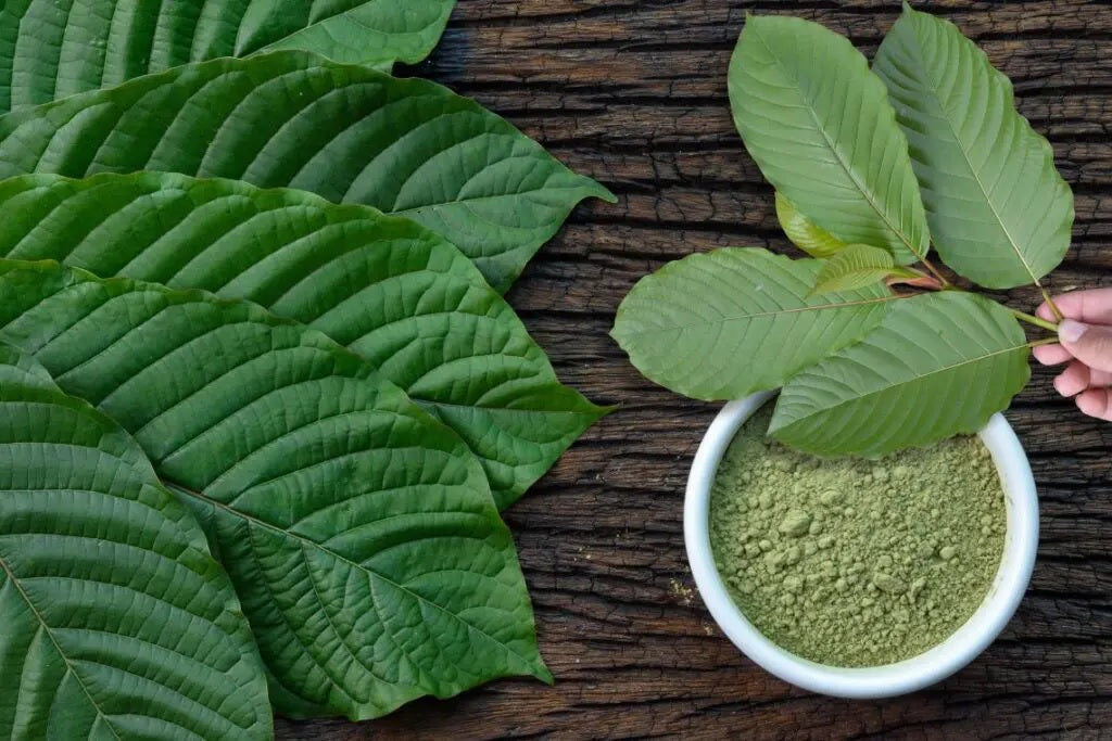 Red vs Green vs White Kratom: Which Vein Color Is Best for Euphoria?