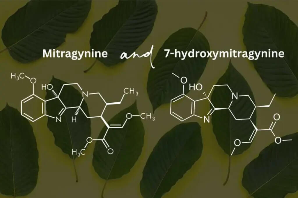 Kratom Alkaloids Beyond Mitragynine: A List of Compounds Found in the Kratom Leaf