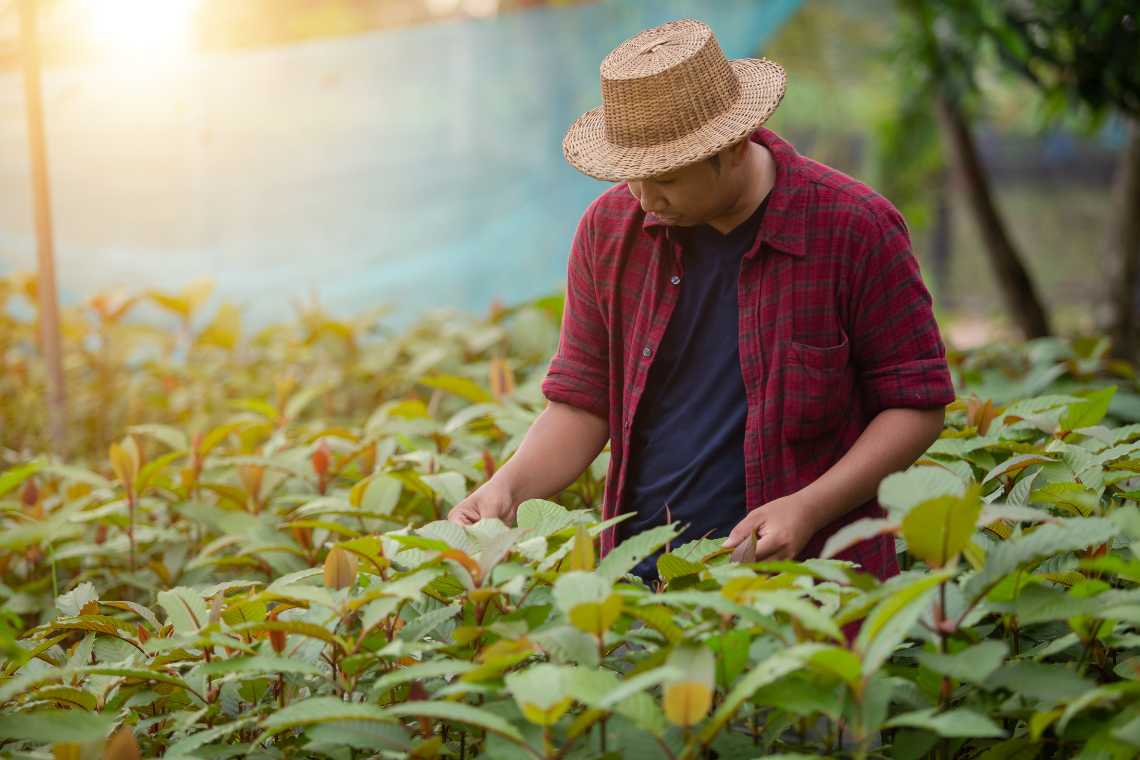 How To Grow Kratom Tree: A Comprehensive Guide