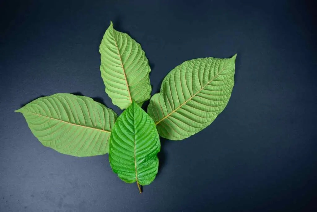 Green Kratom vs White Kratom